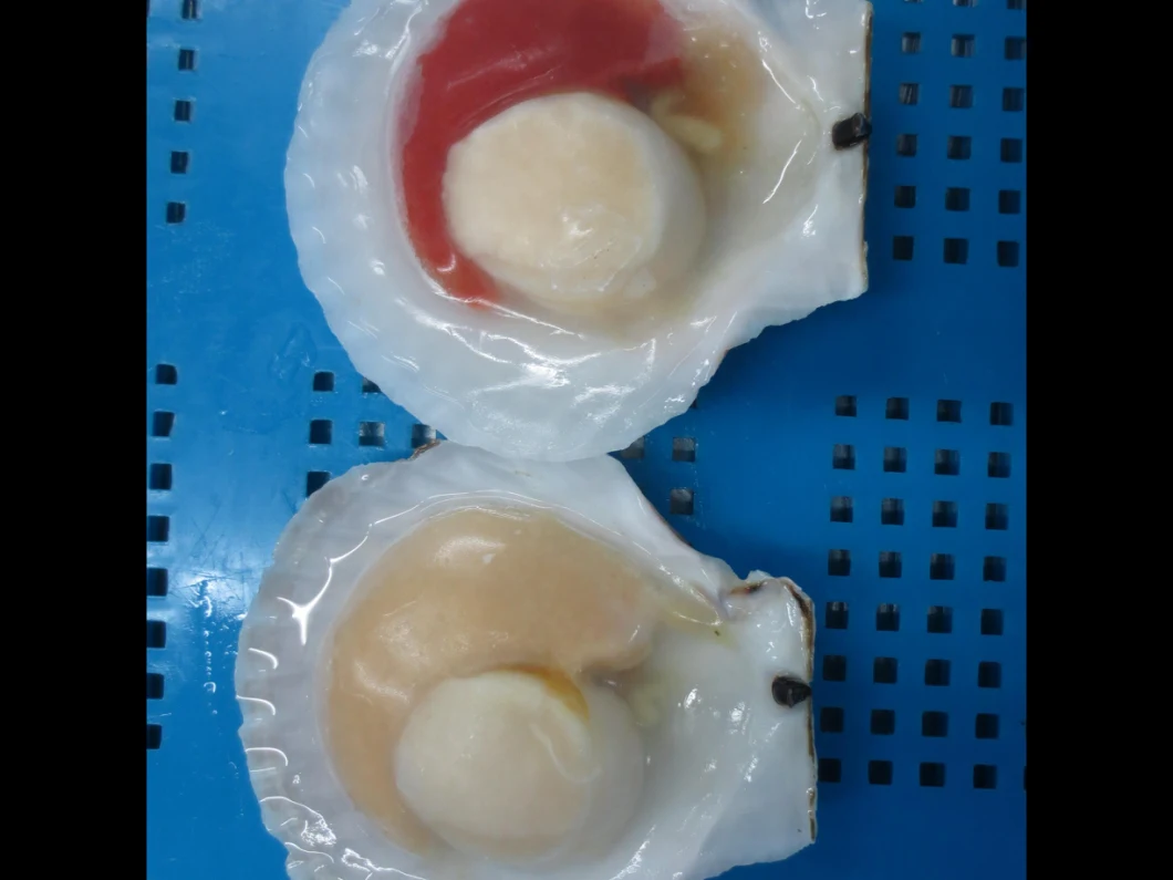 Frozen Half Shell Sea Scallop Without Frill