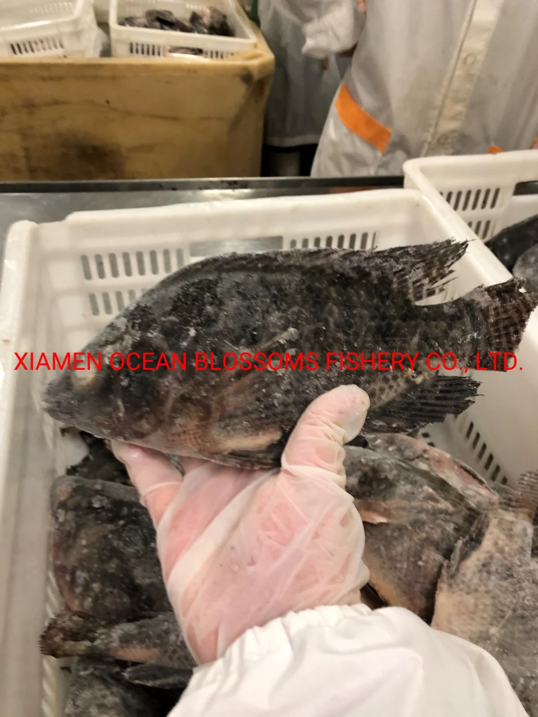 Frozen Whole Black Tilapia Fish Farming