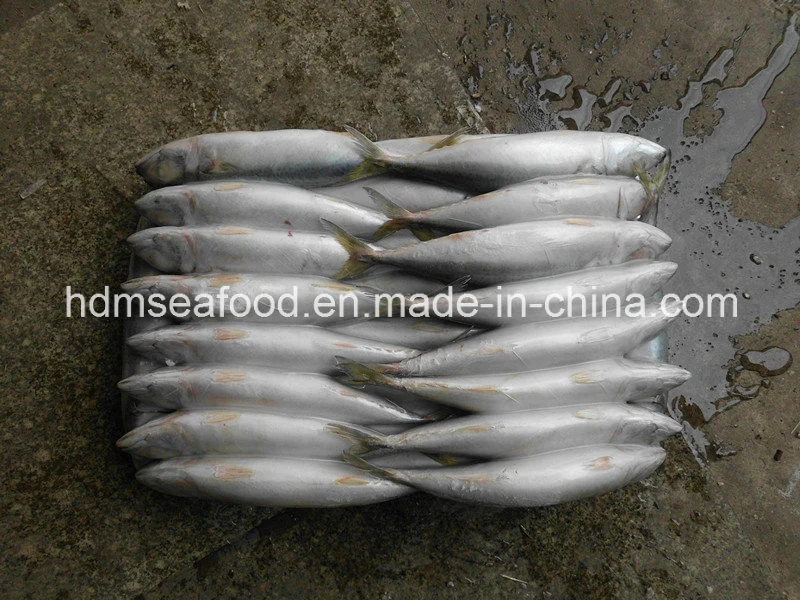 Supply Seafood Frozen Mackerel Fish (Scomber japonicus)