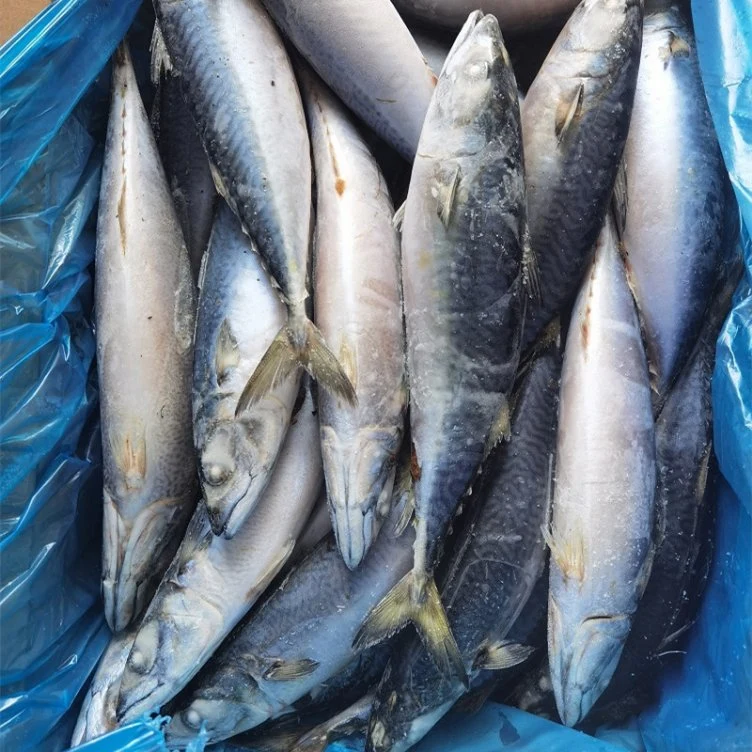 High Quality Sea Frozen Food Pacific Mackerel 300-500g