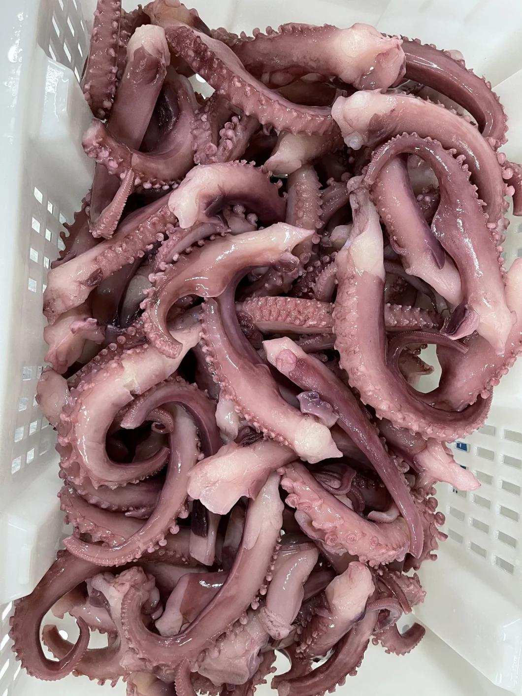 Frozen Squid Tentacle Strip Cut/ Giant Squid Tentacle/Frozen Seafood