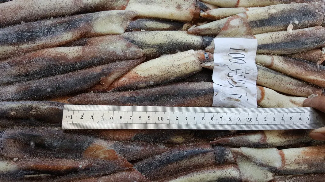 Frozen Illex Squid, Argentina Squid