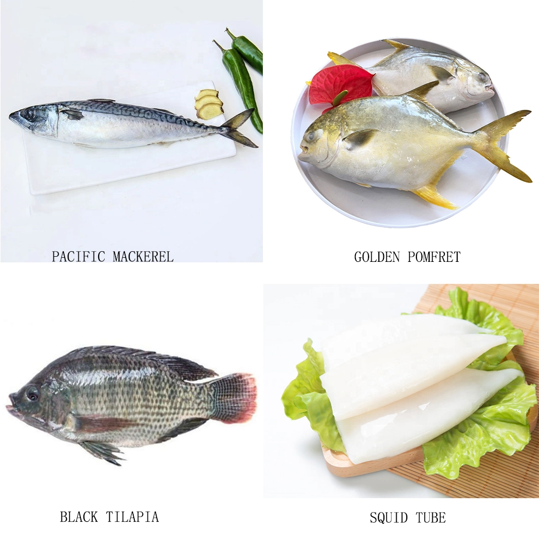 Seafood IQF Whole Round Landfrozen Seafrozen Fish Frozen Pacific Mackerel