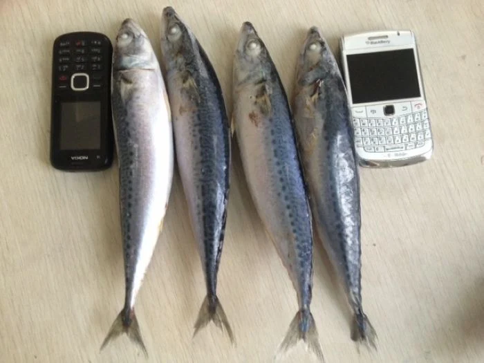 Frozen Pacific Mackerel Scomber Japonicus, High Quality