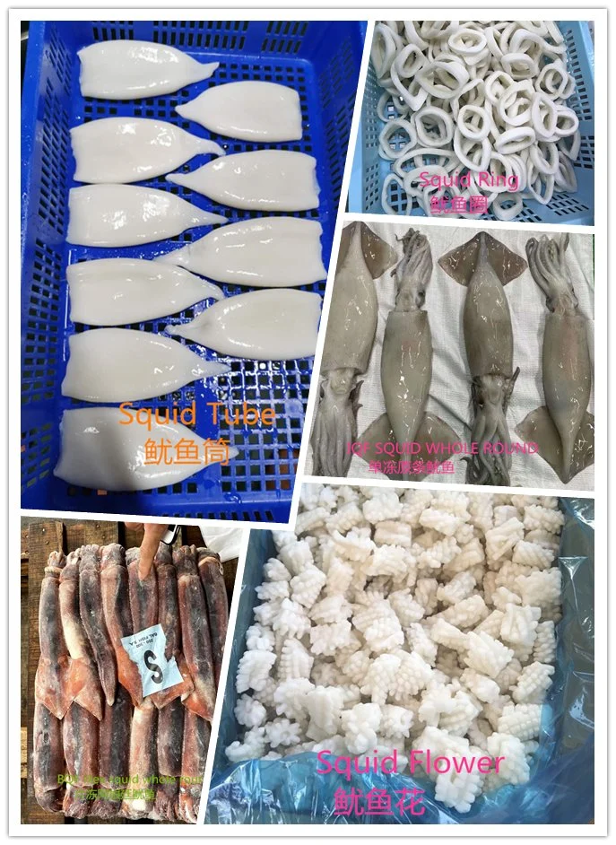 Frozen Seafood Chinese Illex Todarodes Squid