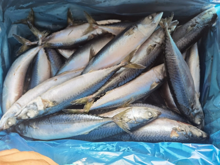 Fresh Frozen Atlantic Pacific Mackerel Sea Frozen Deep Sea Catching Mackerel Fish for Export