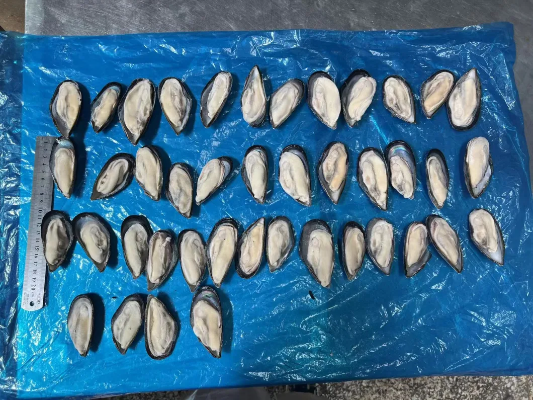 Frozen Marine Food High Quality Half-Shell Mussel for Market