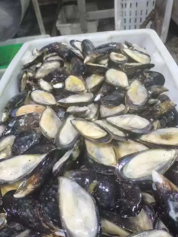 Frozen Boiled Half Shell Mussel