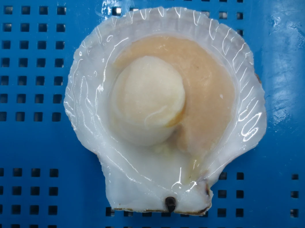 Frozen Half Shell Sea Scallop Without Frill