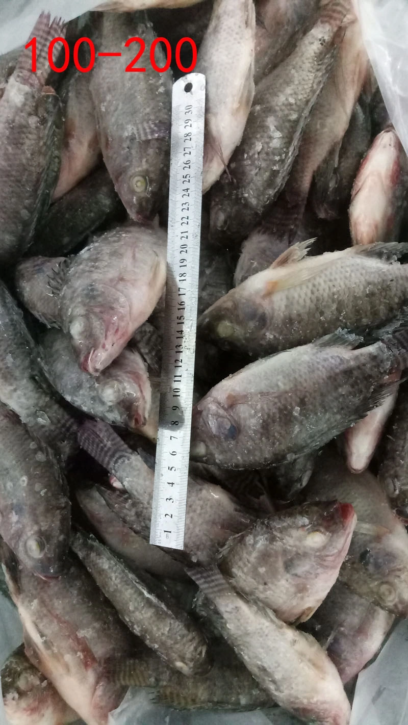 Wholesale Fish 100-200g Frozen Black Tilapia