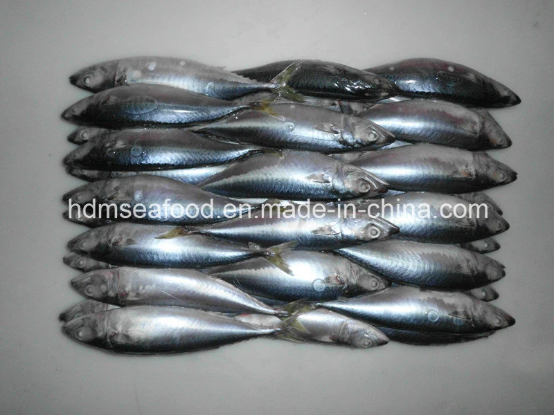 Block Quick Frozen Seafood Mackerel Fish (Scomber Japonicus)