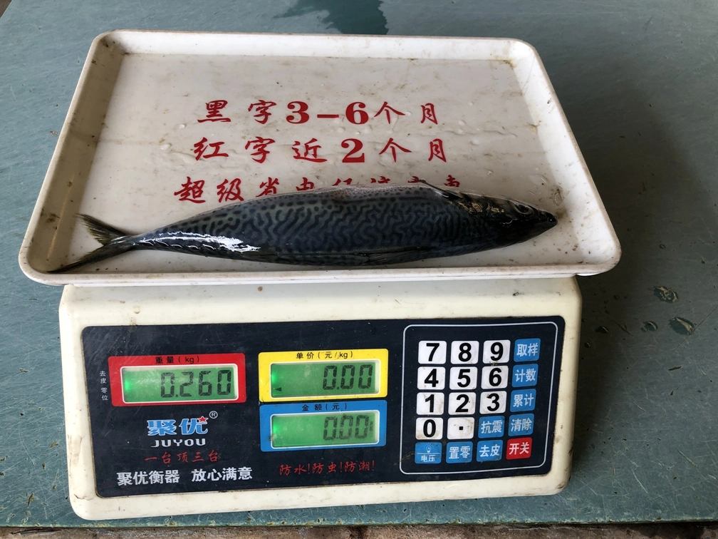 Good Quality Frozen Pacific Mackerel Scomber Japonicus