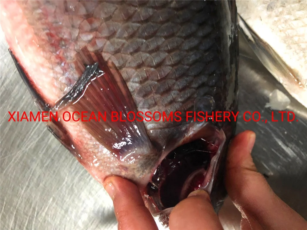 Frozen Whole Black Tilapia Fish Farming