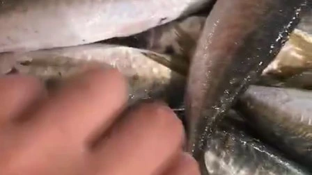 Preço de peixe cavala do Pacífico congelado de fábrica chinesa