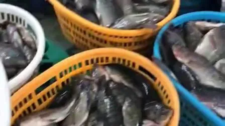 Fornecedores Atacadistas de Frutos do Mar Preço por Kg Peixe Tilápia Preta Redondo Inteiro Congelado