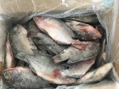 Fornecedor de peixe Tilápia Congelado Inteiro