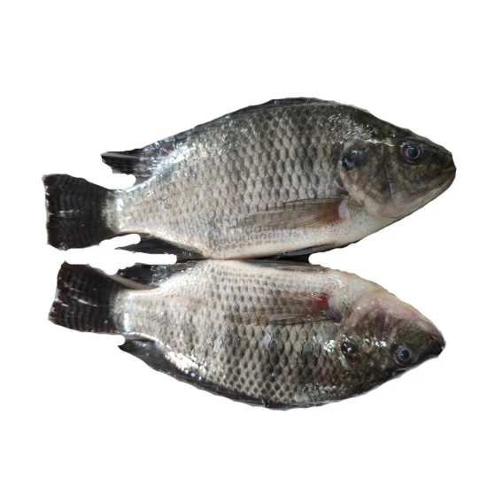 200-300g de ração para peixe fresco preto IQF inteiro redondo congelado frutos do mar tilápia