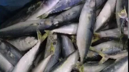 Fornecimento de fábrica IQF Congelado Pacific Mackerel Rodada Inteira Scomber Japonicus