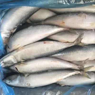 Temporada de Pesca Carapau Tamanho Grande Congelado Cavala do Pacífico