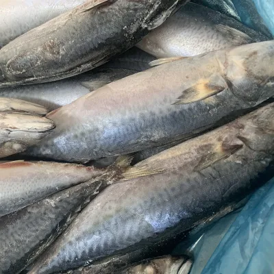 Peixe Congelado de Cavala do Pacífico Scomber Japonicus