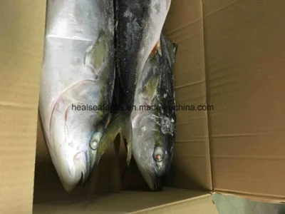 Fornecedor de Peixe Cauda Amarela Congelado