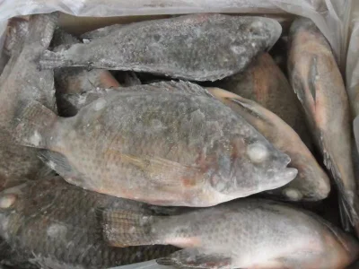 Peixe Congelado Inteiro Redonda Tilápia Preta GS Oreochromis Niloticus