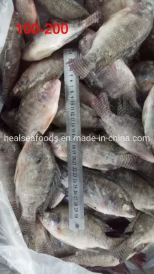 Peixe Atacado 100-200g Tilápia Preta Congelada