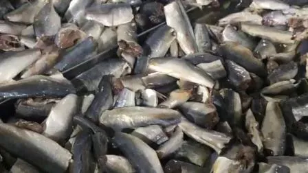 Peixe Cavala Congelado de Qualidade para Exportação