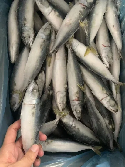 Atacado Peixe Inteiro Redondo Congelado Cavala do Pacífico