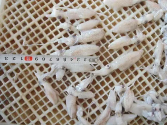 Loligo Chinensis, Loligo Japonica, Baby Squid