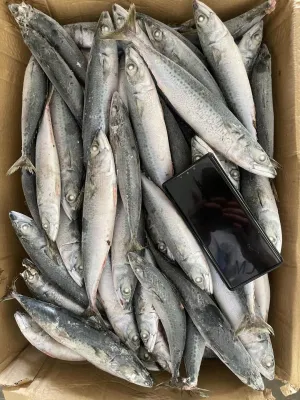 Peixe inteiro do mar congelado congelado Cavala do Pacífico 200-300g 15kg