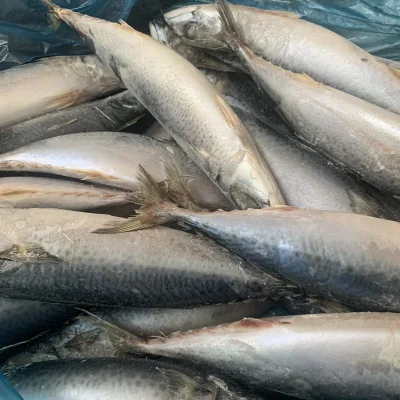 Filetes Congelados de Cavala do Atlântico Peixe Congelado Cavala Exportadores de Carapau do Pacífico no mercado da China