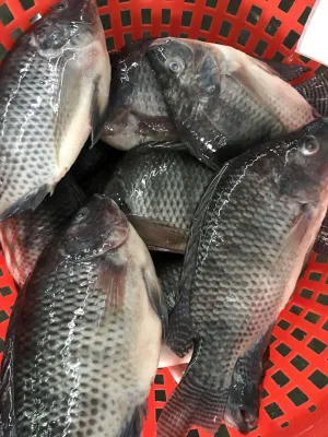 China Cultivo de Peixe Tilápia Preta Congelada