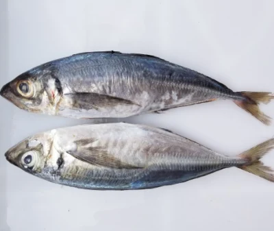 Comida congelada do mar de alta qualidade Cavala do Pacífico 300-500g